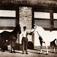 Historic PFD Horses